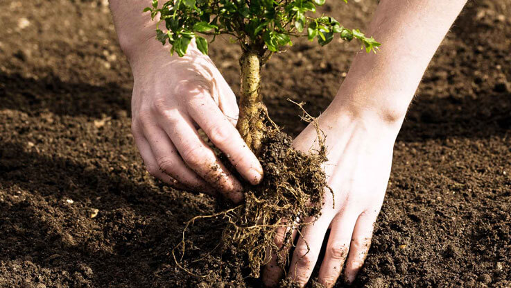 Young Planting